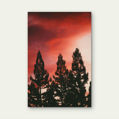 Dramatic Sunset Over A Forest Of Pine Trees 40x60cm Metal Print Ready to Hang