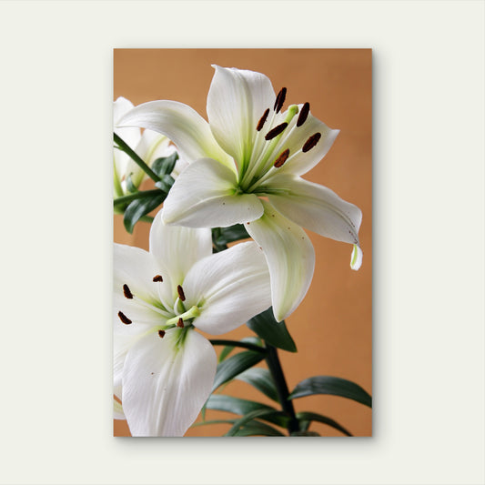 Elegant White Lily Flower Bloom 40x60cm Metal Print Ready to Hang