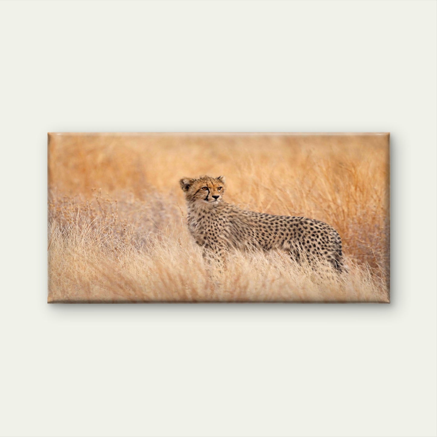 Spotted Wild Cat in Golden FieldWall Art Canvas Office Home Room Framed 120x60cm - Bella Home Decor