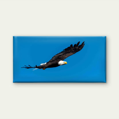 Shot of a Flying Bald Eagle Wall Art Canvas Office Home Room Framed 120x60cm