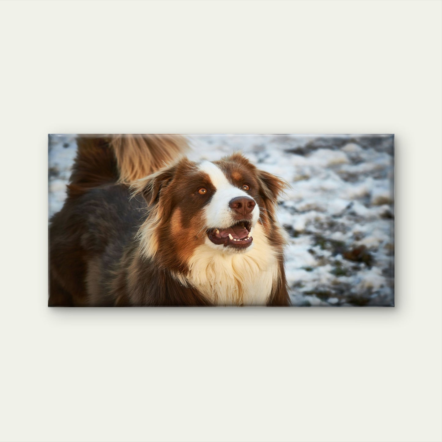 Red Tri Australian Shepherd Dog Wall Art Canvas Office Home Room Framed 120x60cm