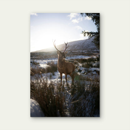 Red Deer Stag in Snowy Scottish Highlands 40x60cm Metal Print Ready to Hang