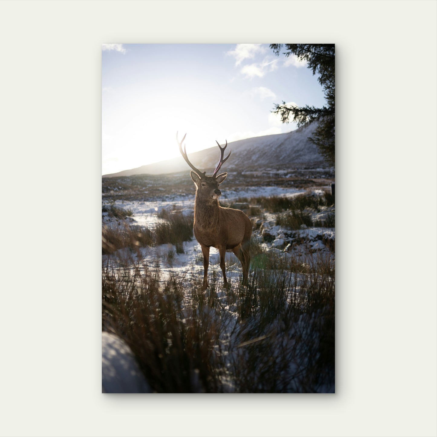 Red Deer Stag in Snowy Scottish Highlands 60x90cm Metal Print Ready to Hang