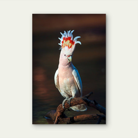 Australian Pink Major Mitchell Cockatoo 40x60cm Metal Print Ready to Hang
