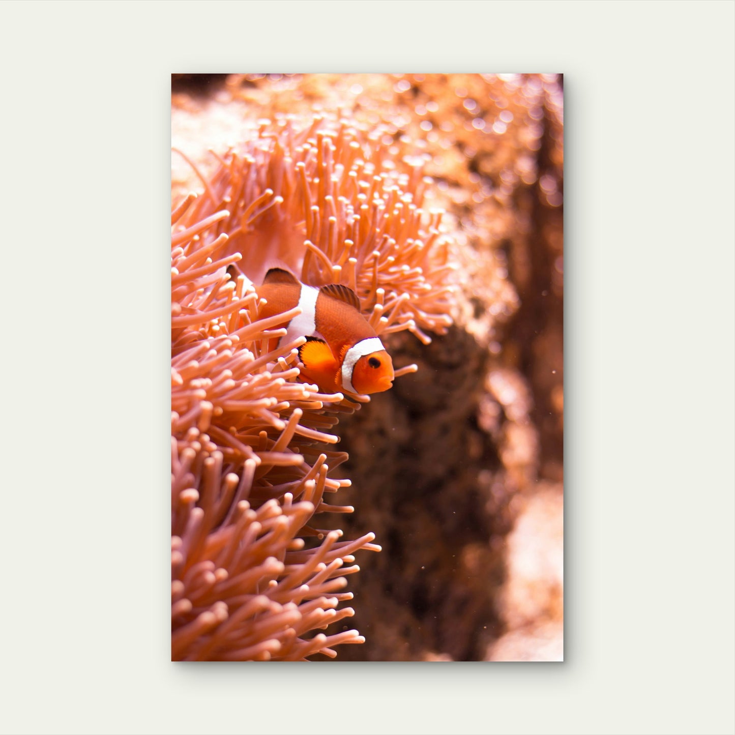 Clownfish Nestled Within A Sea Anemone 60x90cm Metal Print Ready to Hang
