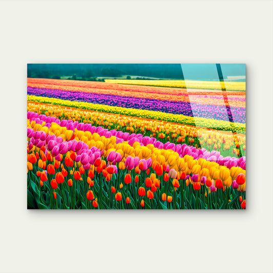 Holland Tulip Farm Field Acrylic Glass Printing Wall Art Australian Made Quality