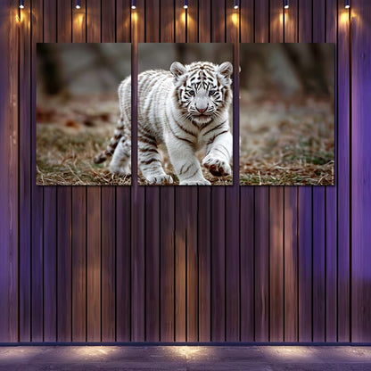 3pcs White Tiger Cub Illustration Wall Art Set Canvas Framed 40x60cm - High Quality Print 100% Australian Made Wall Canvas Ready to Hang