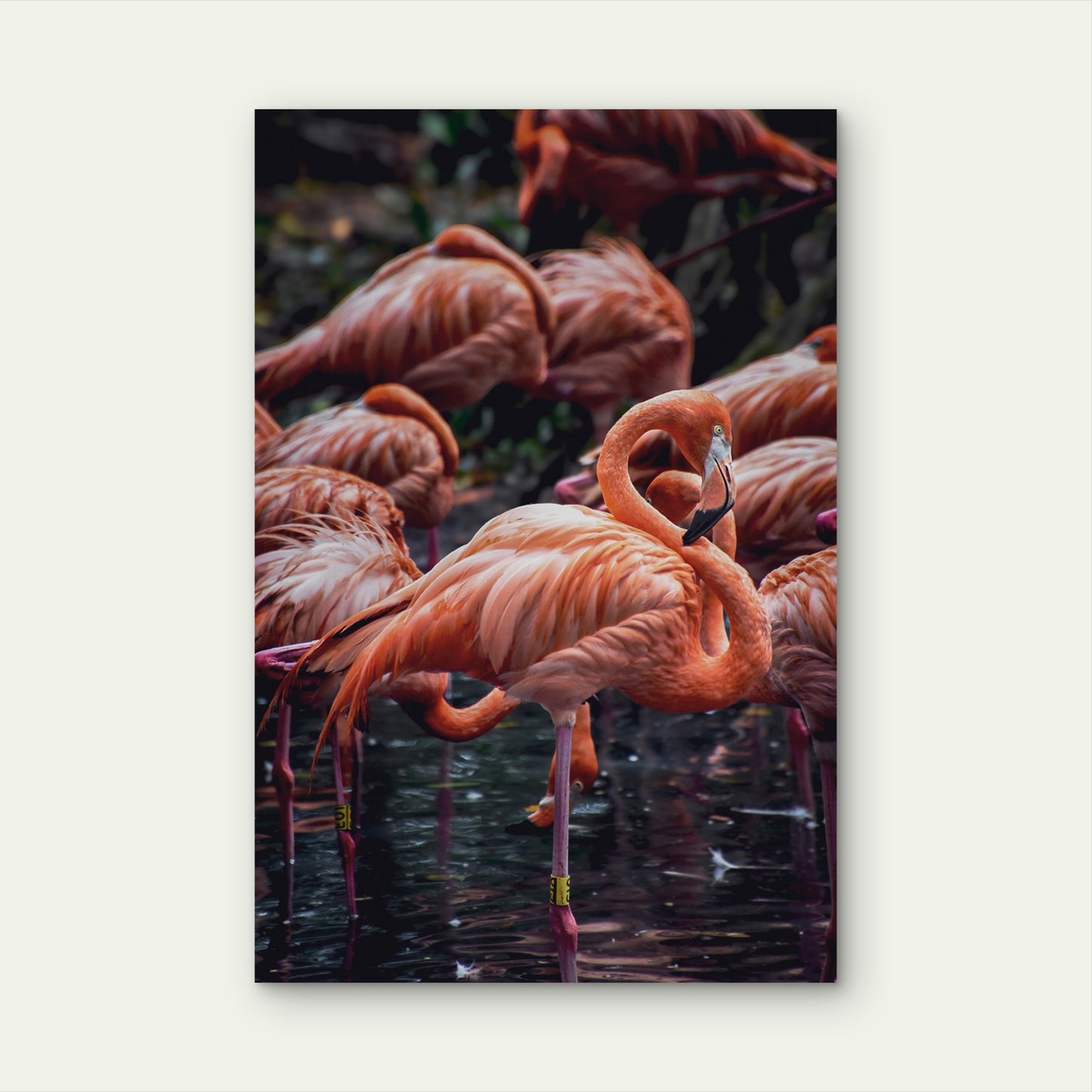 Pink Flamingo Bird Flock Wildlife 40x60cm Metal Print Ready to Hang