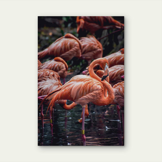 Pink Flamingo Bird Flock Wildlife 40x60cm Metal Print Ready to Hang