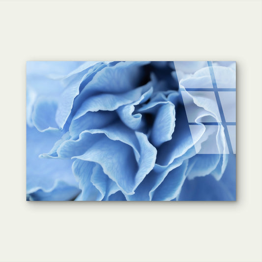 Light Blue Carnation Flower Petal Acrylic Glass Printing Wall Art Australian Made Quality