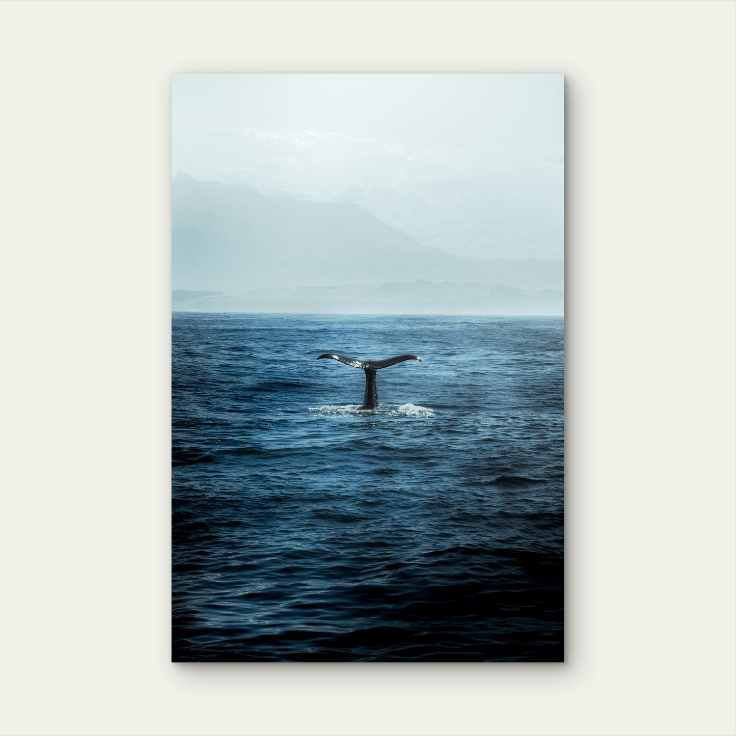 Humpback Whale Tail Flukes Diving 60x90cm Metal Print Ready to Hang