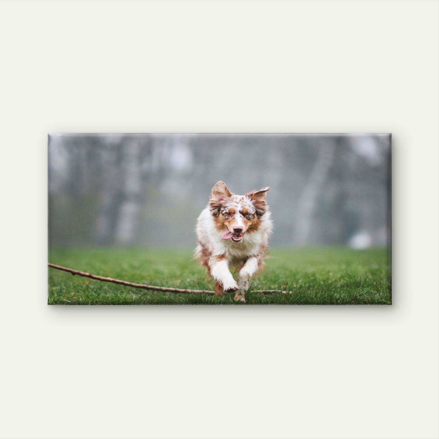 Australian Shepherd Dog Wall Art Canvas Office Home Room Framed 120x60cm