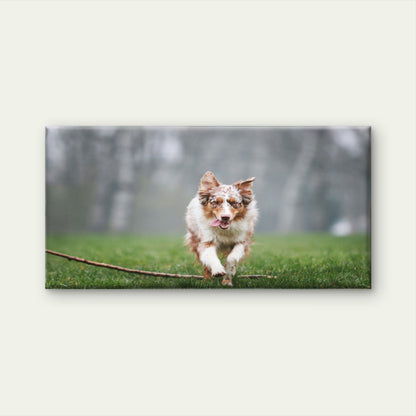 Australian Shepherd Dog Wall Art Canvas Office Home Room Framed 120x60cm