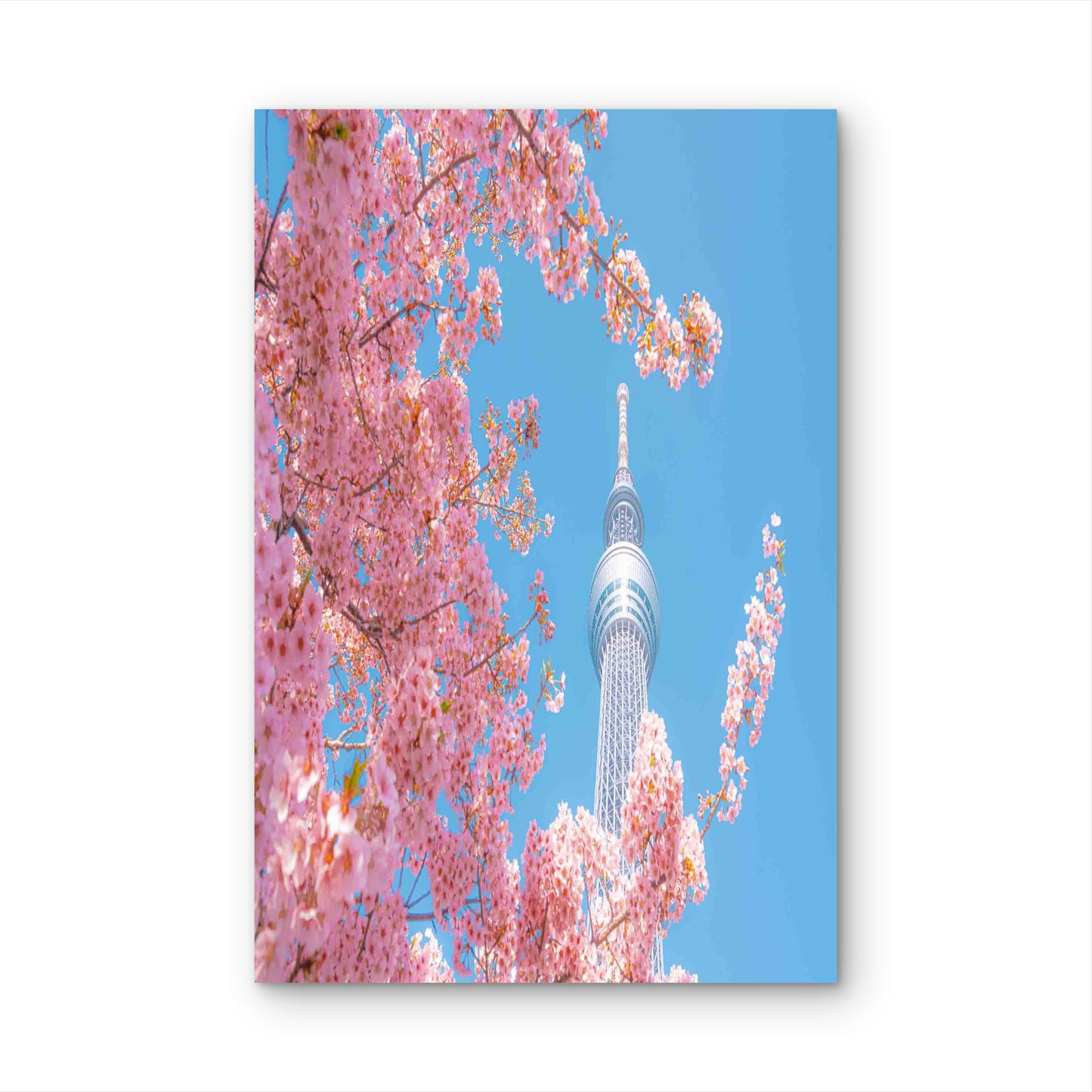 Spring Splendor At Tokyo Skytree 60x90cm Metal Print Ready to Hang - Bella Home Decor