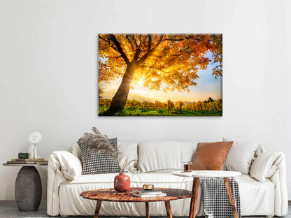 Sunshine Through Autumn Tree View Photograph Print 100% Australian Made