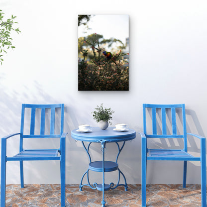 Rainbow Lorikeet Foraging on Grevillea Plant 40x60cm Metal Print Ready to Hang
