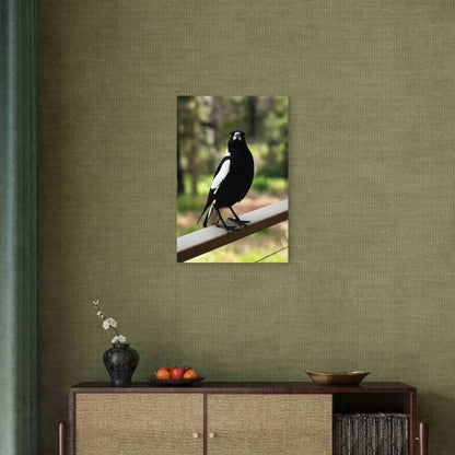 Aussie Magpie Native Bird Nature Art 40x60cm Metal Print Ready to Hang