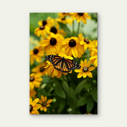 Monarch Butterfly on Yellow Flowers 40x60cm Metal Print Ready to Hang