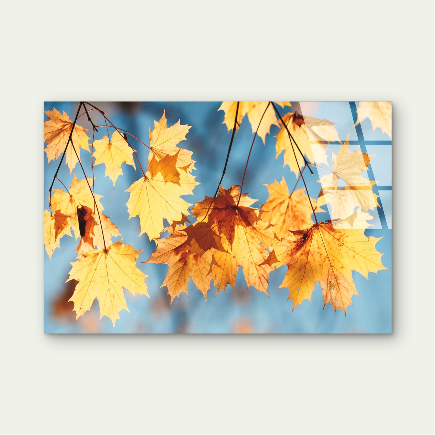 Autumn Golden Leaf Blue Sky Acrylic  Glass Printing Wall Art Australian Made Quality