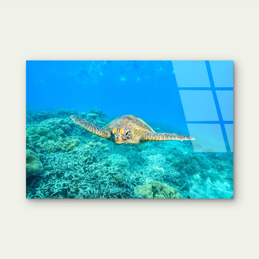 Great Barrier Reef Sea Turtle Coral Acrylic Glass Printing Wall Art Australian Made Quality