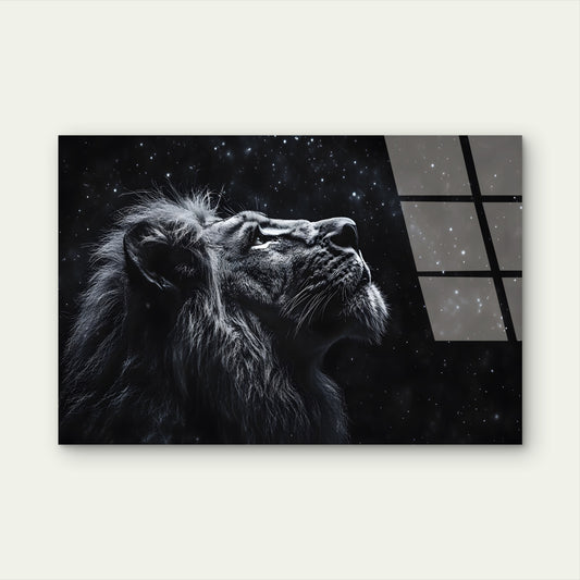 Majestic Lion Gazing Night Sky Acrylic Glass Printing Wall Art Australian Made Quality