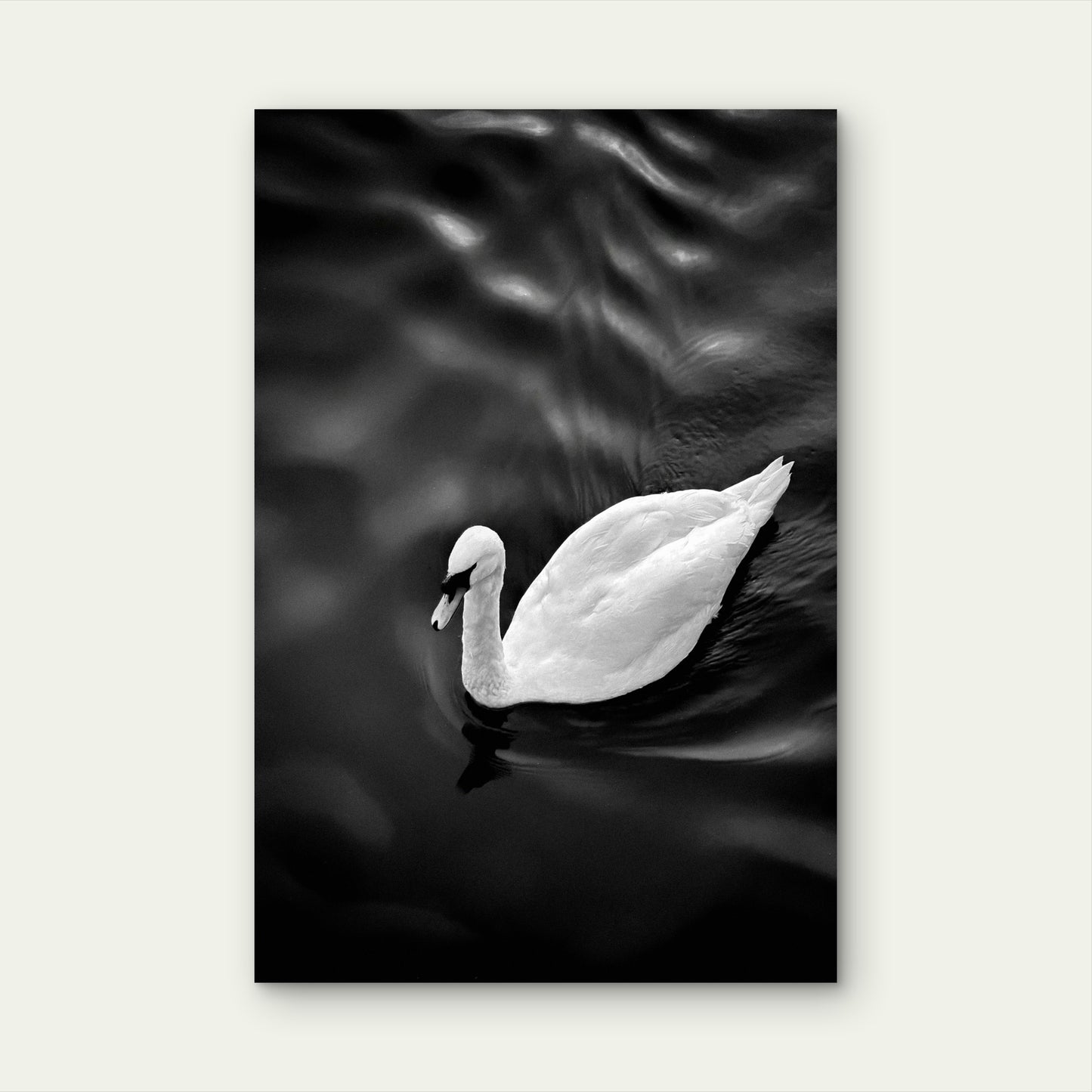 White Swan Floating On Top Of A Body Of Water 60x90cm Metal Print Ready to Hang