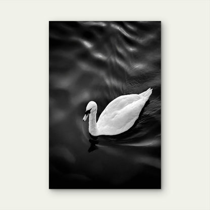 White Swan Floating On Top Of A Body Of Water 60x90cm Metal Print Ready to Hang