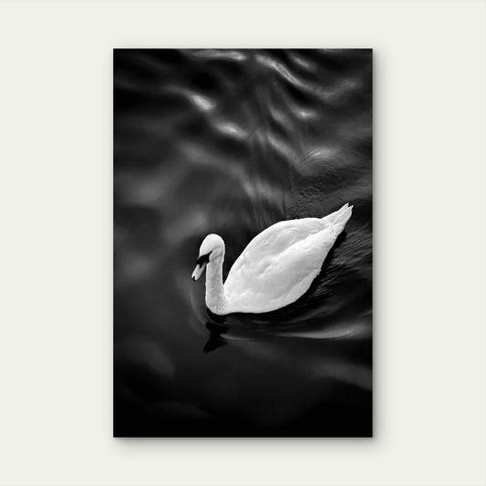 White Swan Floating On Top Of A Body Of Water 60x90cm Metal Print Ready to Hang