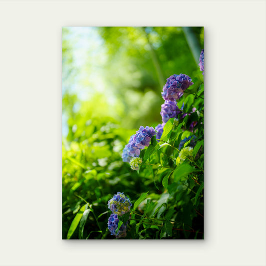 Purple Hydrangea Flower Garden Bush 40x60cm Metal Print Ready to Hang