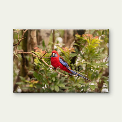 Crimson Rosella Queensland Wall Art Decor 100% Australian Made