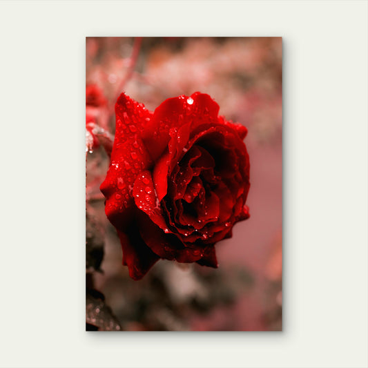 Close Up Photograph Of A Deep Red Rose 60x90cm Metal Print Ready to Hang