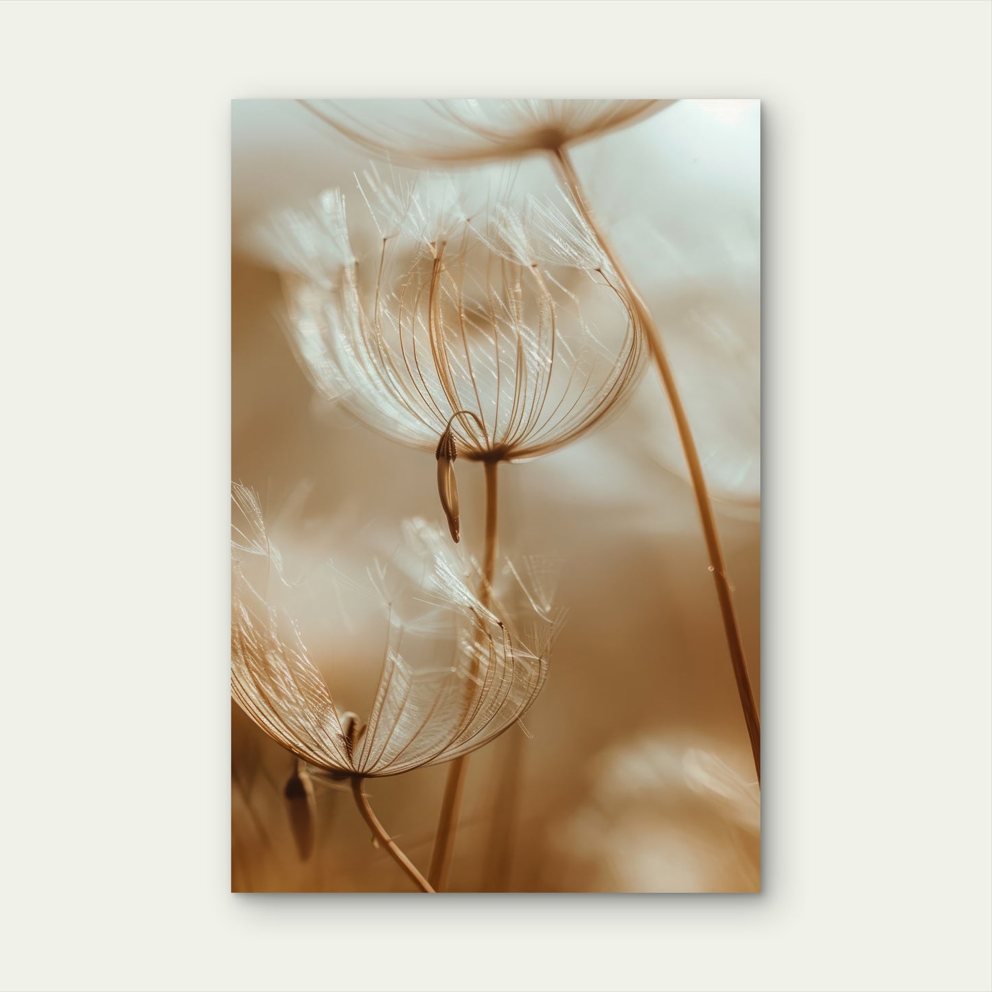 The Seed Heads of a Dandelion Plant 40x60cm Metal Print Ready to Hang