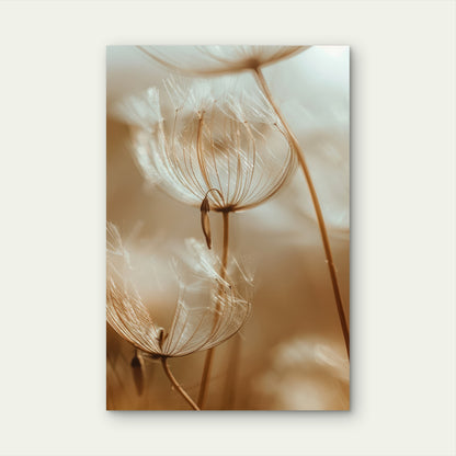 The Seed Heads of a Dandelion Plant 60x90cm Metal Print Ready to Hang