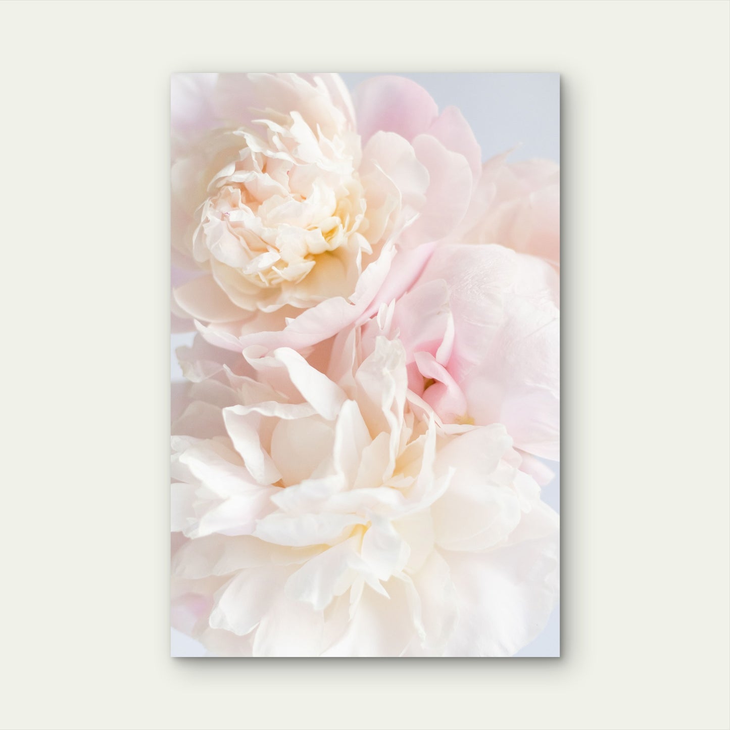 Soft Blush Pink Peony Blossom Floral 40x60cm Metal Print Ready to Hang