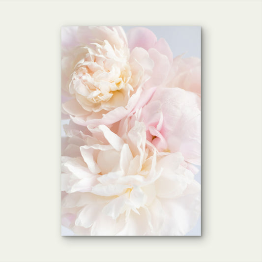 Soft Blush Pink Peony Blossom Floral 40x60cm Metal Print Ready to Hang