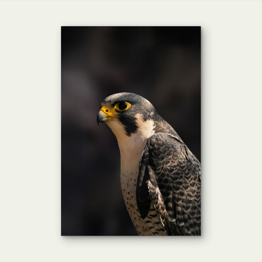 Shaheen Falcon In Close Up View 60x90cm Metal Print Ready to Hang