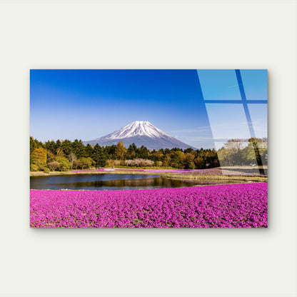 Mount Fuji Shibazakura Pink Flowers Acrylic Glass Printing Wall Art Australian Made Quality