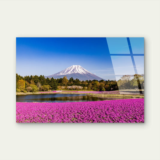 Mount Fuji Shibazakura Pink Flowers Acrylic Glass Printing Wall Art Australian Made Quality