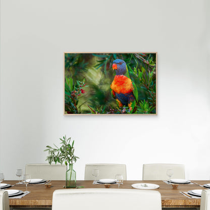 Vital Native Rainbow Lorikeet Pollinator Feeding Wild Bush Australia  Wall Art Decor 100% Australian Made