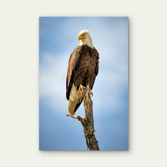 American Bald Eagle Bird Wildlife Nature 40x60cm Metal Print Ready to Hang