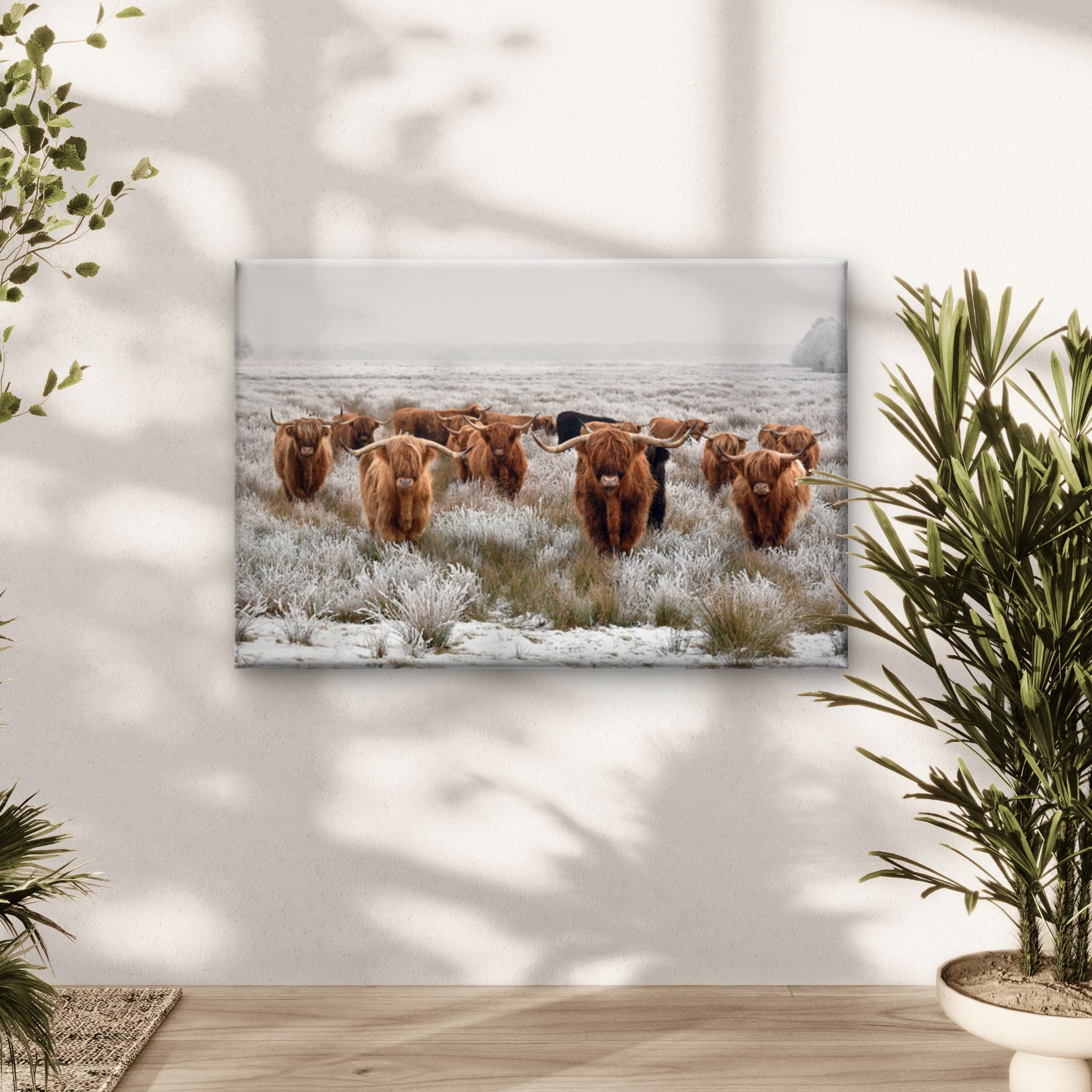 Highland Cow Herd Photograph Print 100% Australian Made - Bella Home Decor