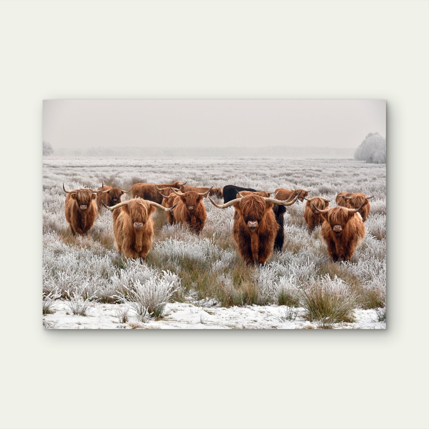 Highland Cow herd Photograph Print 100% Australian Made - Bella Home Decor
