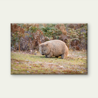 Common Wombat Navigating the Bushlands of Narawntapu National Park, Tasmania Wall Art Decor 100% Australian Made