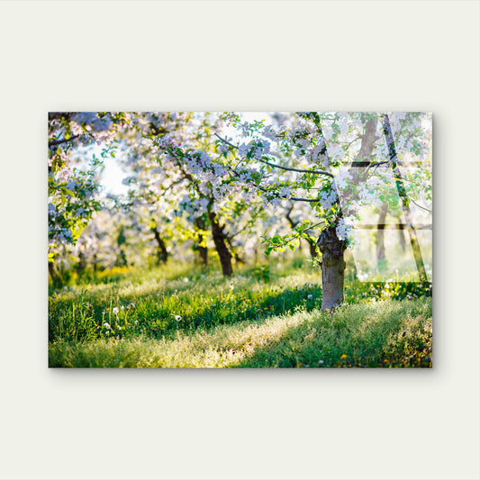 White Cherry Blossom Sunny Meadow Acrylic Glass Printing Wall Art Australian Made Quality