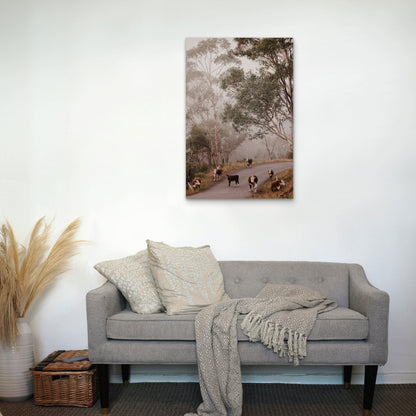 Herd of Cattle on Misty Rural Road in Australia 40x60cm Metal Print Ready to Hang