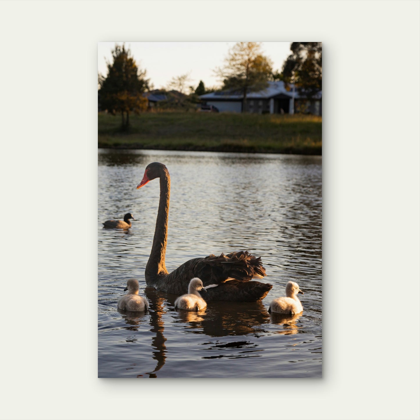 Black Swan with Cygnets in Water 60x90cm Metal Print Ready to Hang