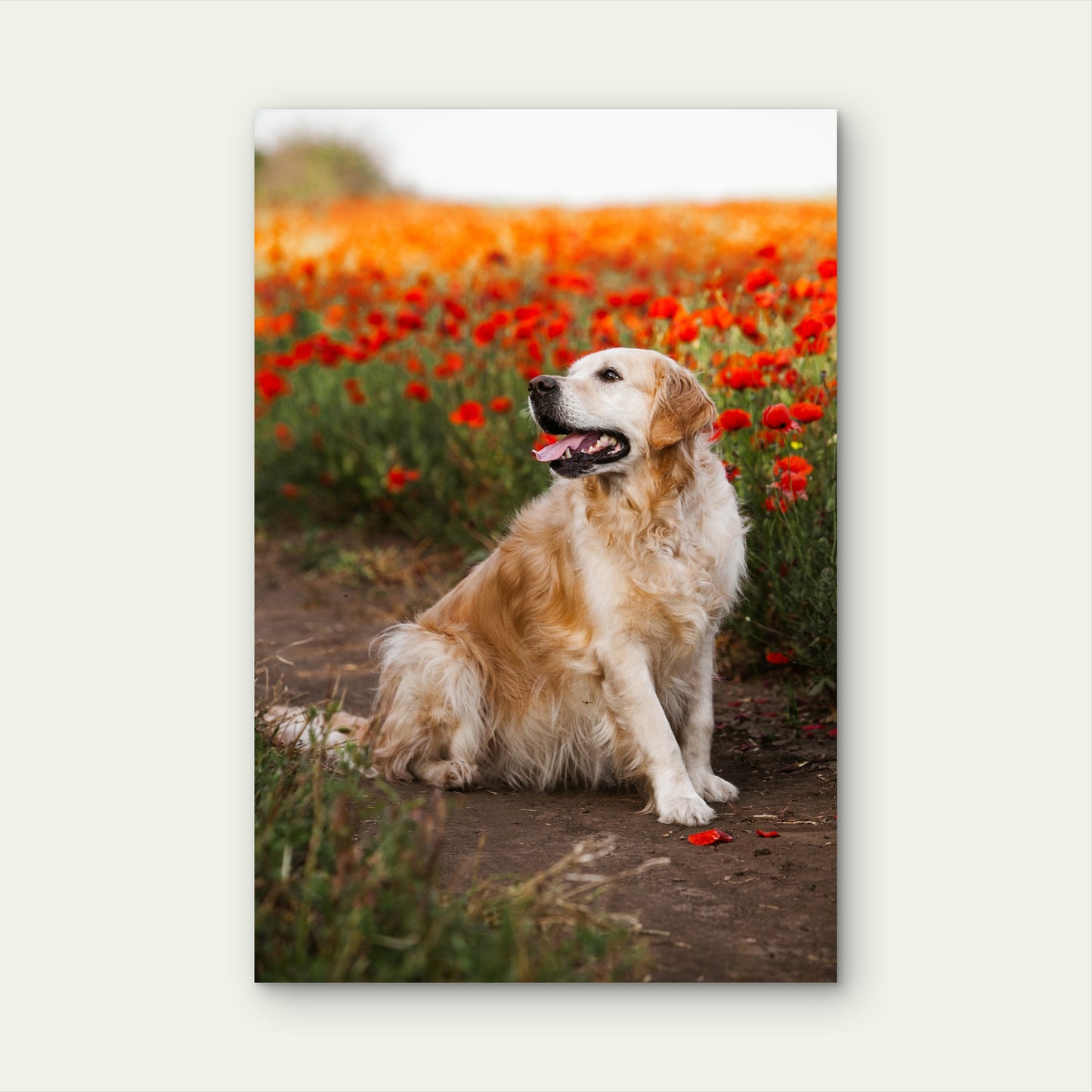 Cute Golden Retriever Dog Poppy Field 40x60cm Metal Print Ready to Hang
