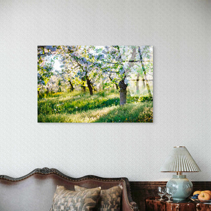 White Cherry Blossom Sunny Meadow   Acrylic Glass Printing Wall Art Australian Made Quality