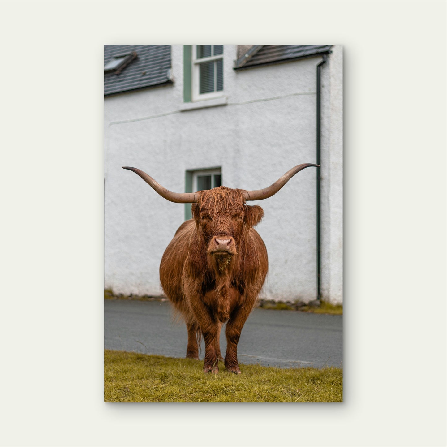 Highland Cow With Long Horns 60x90cm Metal Print Ready to Hang
