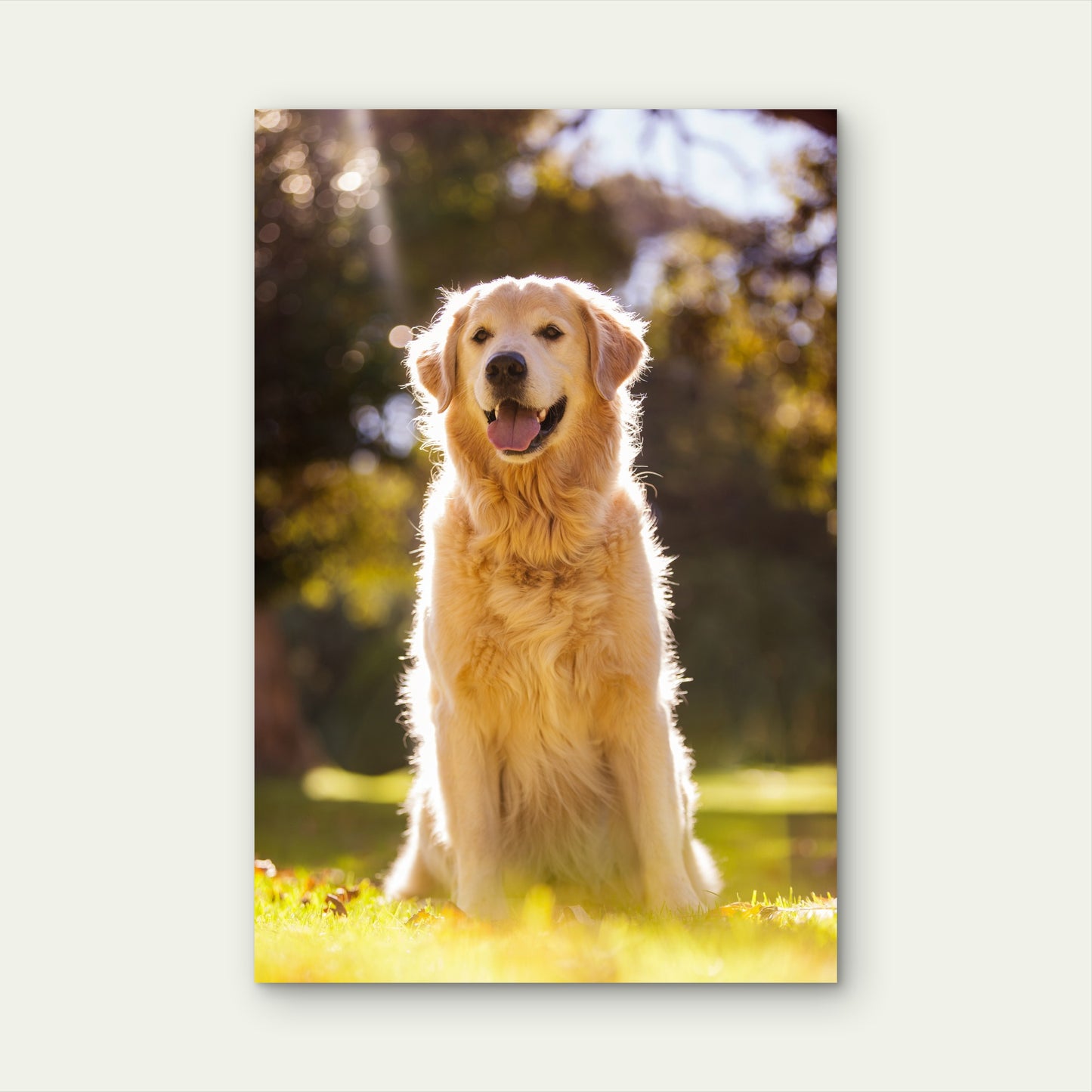 Golden Retriever Sticking Out Tongue Park 40x60cm Metal Print Ready to Hang